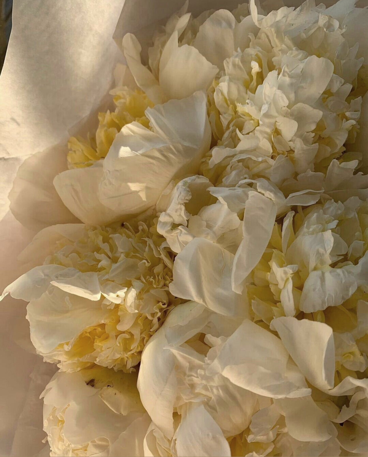 Lumière Hair Oil